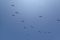 fliegende Pelikane in Zorritos